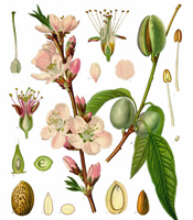 La plante, les propriétés naturelles, et les utilisations de l'huile d'amande douce Prunus amygdalus