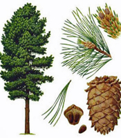 Plant origin, natural properties, and common uses of Cedarwood essential oil Cedrus deodora
