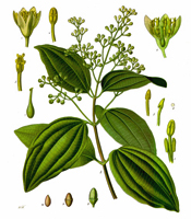 La plante, les propriétés naturelles, et les utilisations de l'huile essentielle de Cannelle Cinnamomum zeylanicum