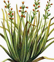 Plant origin, natural properties, and common uses of Citronella essential oil Cymbopogon winterianus