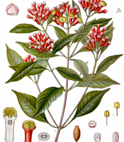 Plant origin, natural properties, and common uses of Clove essential oil Syzygium aromaticum