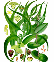 Plant origin, natural properties, and common uses of Eucalyptus globulus essential oil