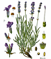 La plante, les propriétés naturelles, et les utilisations de l'huile essentielle de Lavande Lavandula angustifolia