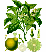 Plant origin, natural properties, and common uses of Lime essential oil Citrus aurantifolia