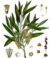 La plante, les propriétés naturelles, et les utilisations de l'huile essentielle de Niaouli Melaleuca quinquenervia