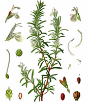 Plant origin, natural properties, and common uses of Rosemary essential oil Rosmarinus officinalis