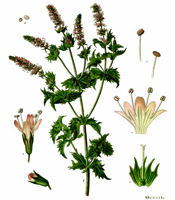 La plante, les propriétés naturelles, et les utilisations de l'huile essentielle de Spearmint Menthe épicée Mentha spicata