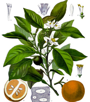 La plante, les propriétés naturelles, et les utilisations de l'huile essentielle d'Orange douce Citrus sinensis