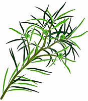La plante, les propriétés naturelles, et les utilisations de l'huile essentielle de Tea Tree Melaleuca alternifolia