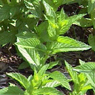 Properties and use of the essential oil of Spearmint