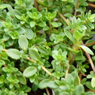 Properties and use of the essential oil of Thyme