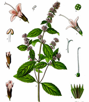 La plante, les propriétés naturelles, et les utilisations de l'huile essentielle de Menthe poivrée Mentha arvensis
